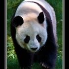 PANDA GIGANTE