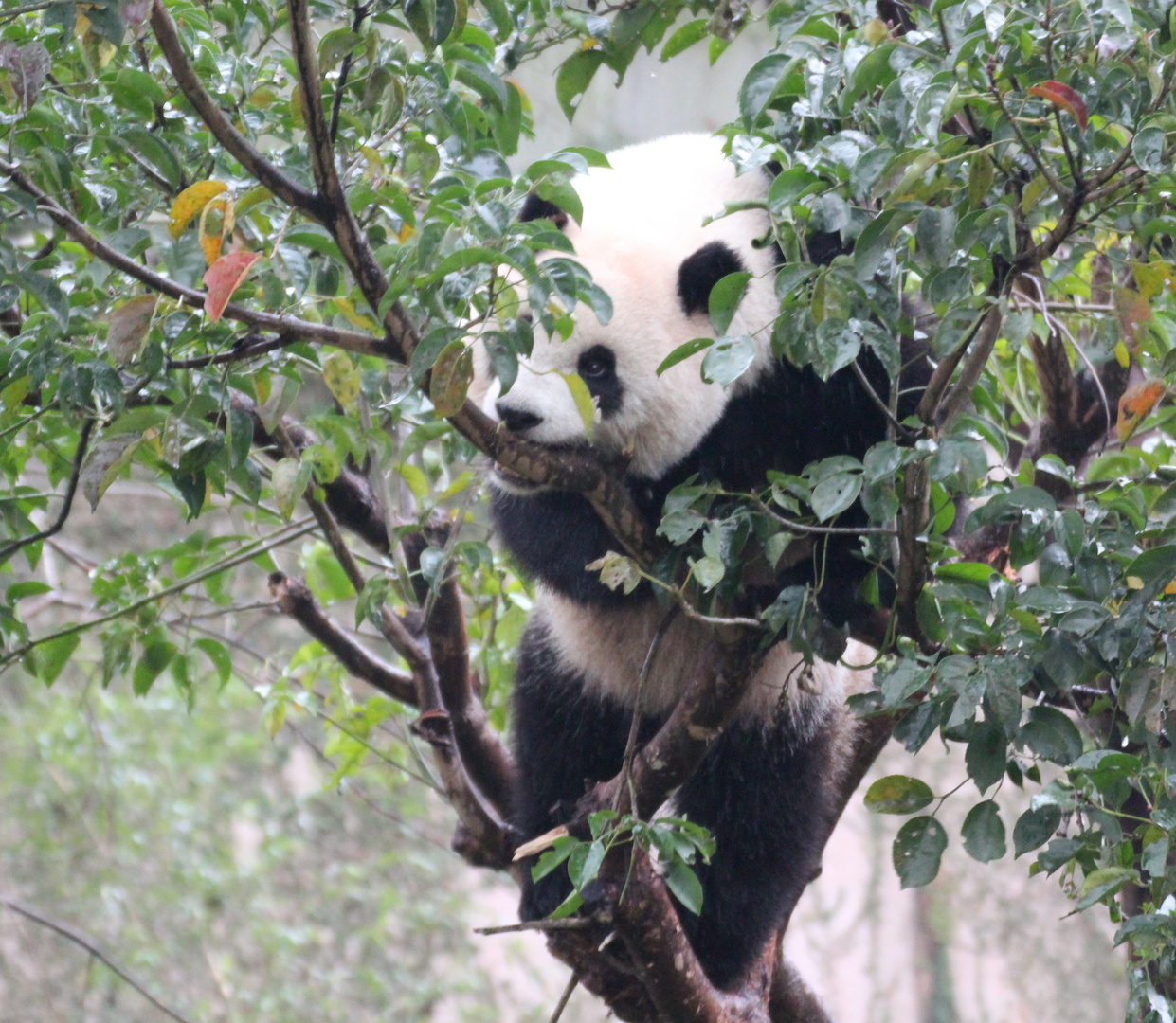 Panda im Baum