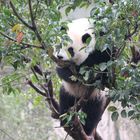 Panda im Baum