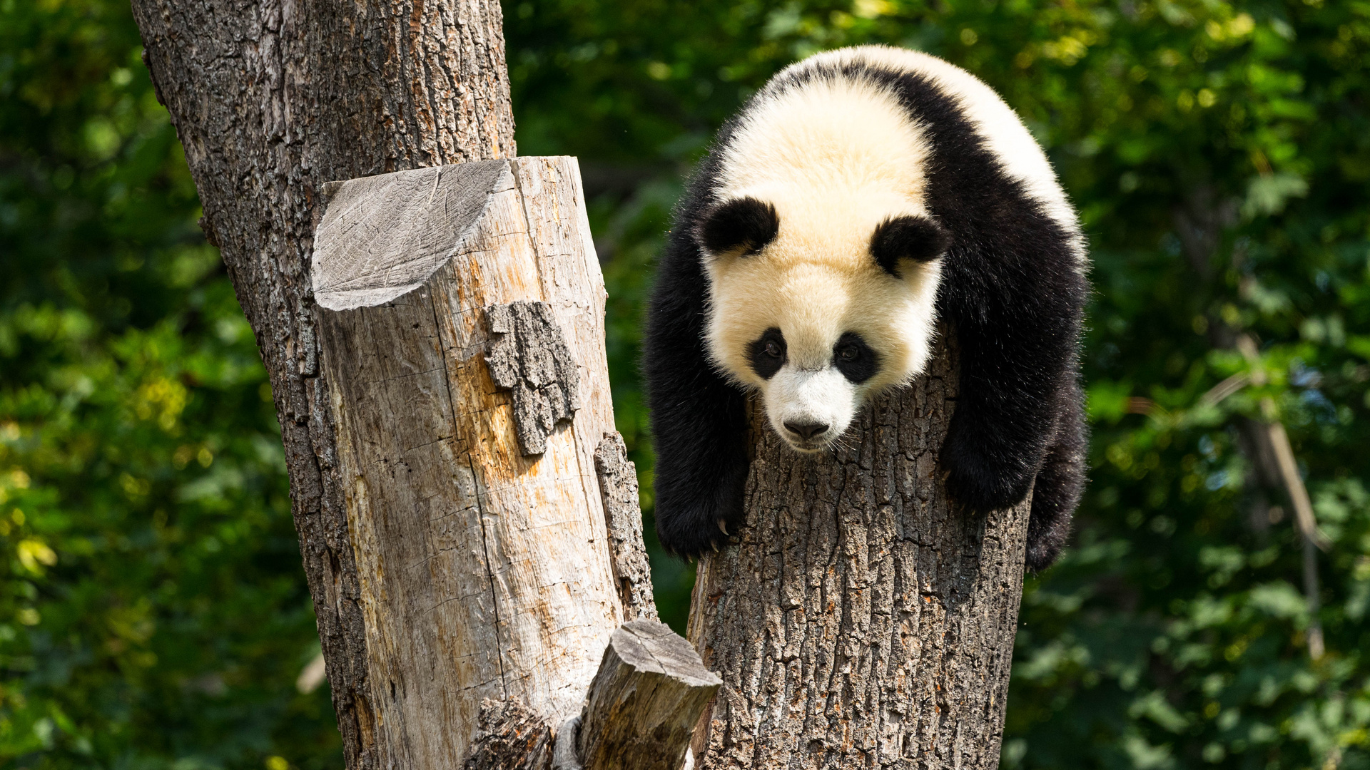 Panda im Berliner Zoo