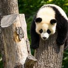 Panda im Berliner Zoo