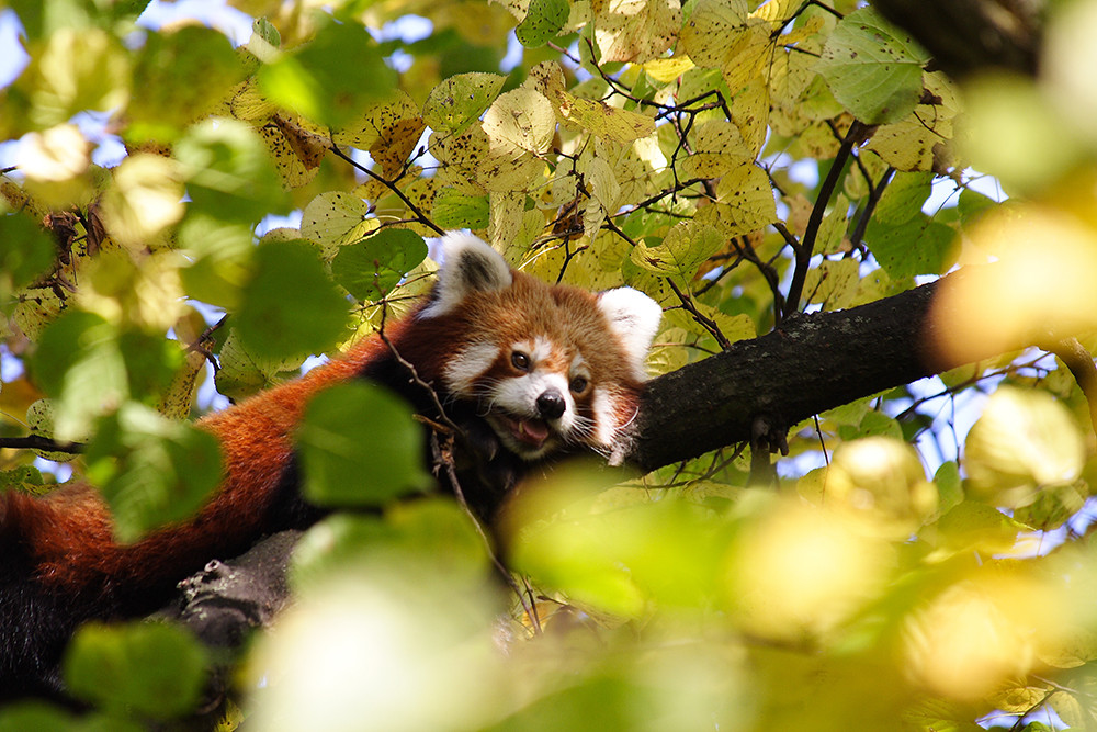 Panda im Herbstlaub