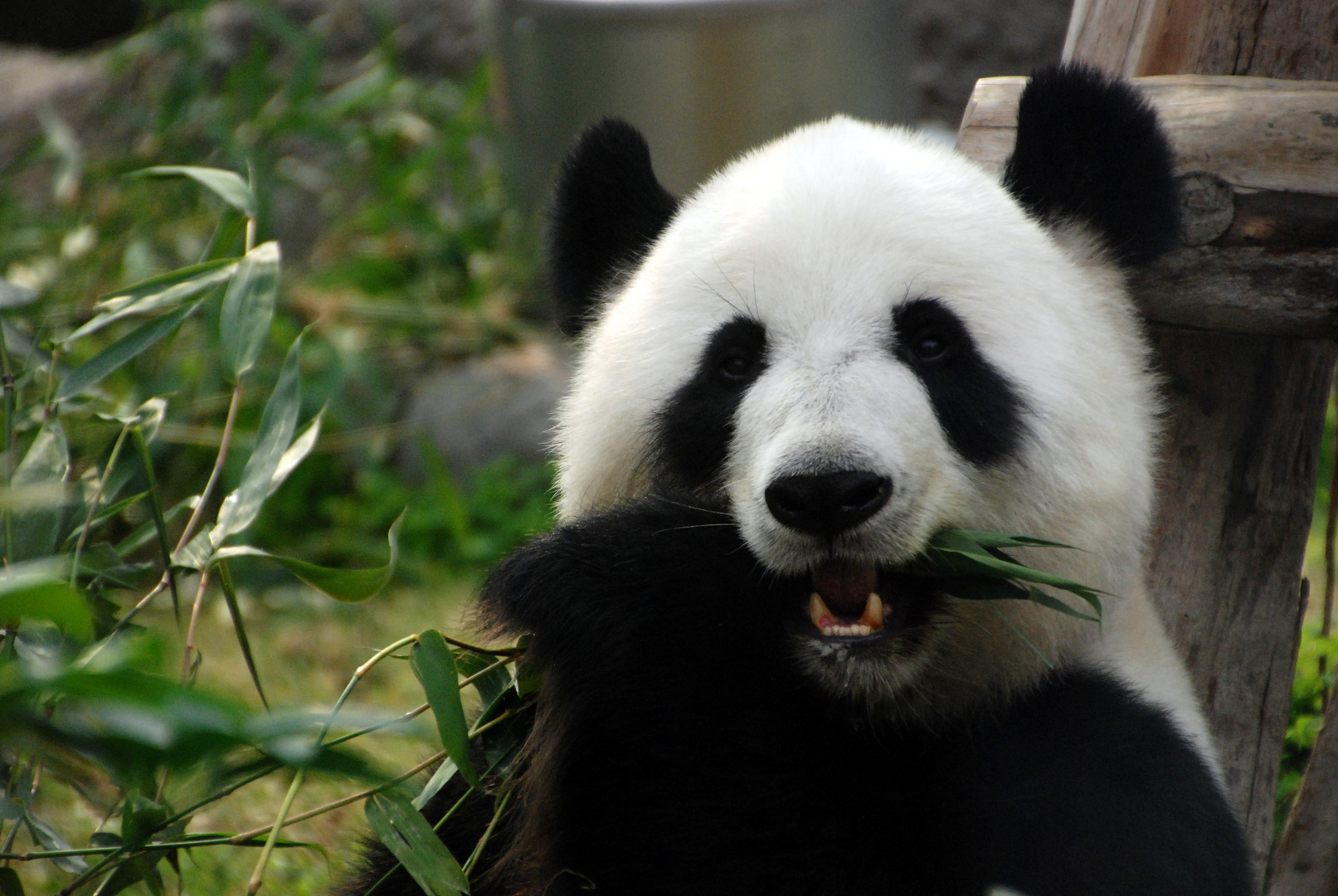 Panda Im Ocean Park - Hongkong Island