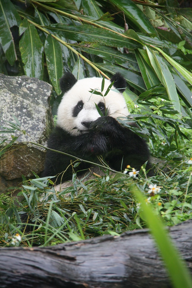 Panda im Taipeh Zoo ...