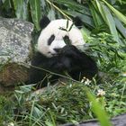 Panda im Taipeh Zoo ...