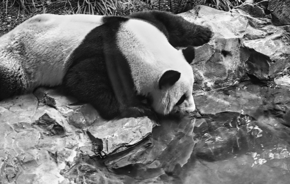 Panda im Zoo Berlin -monochrome-