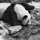 Panda im Zoo Berlin -monochrome-