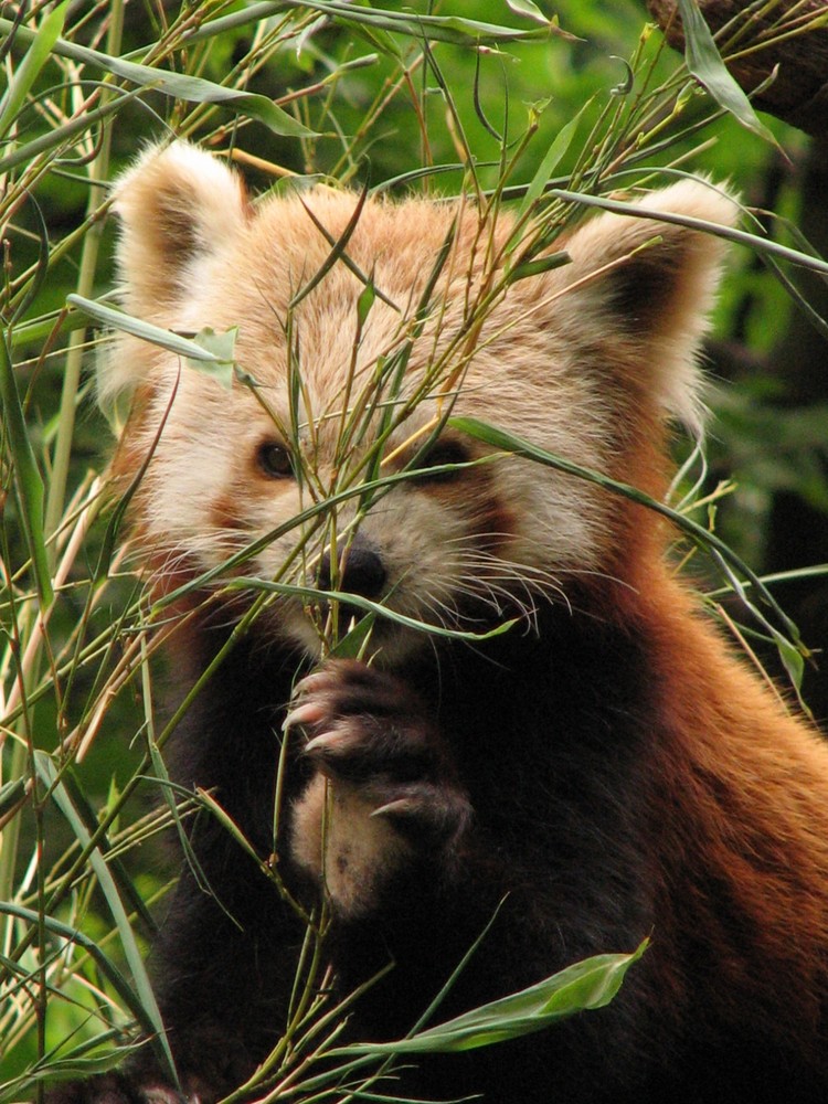 Panda im Zoo Hannover