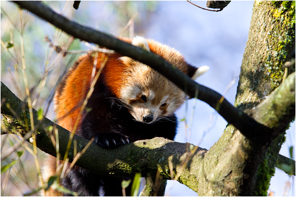 Panda im Zoo Zürich