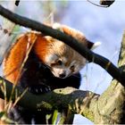 Panda im Zoo Zürich