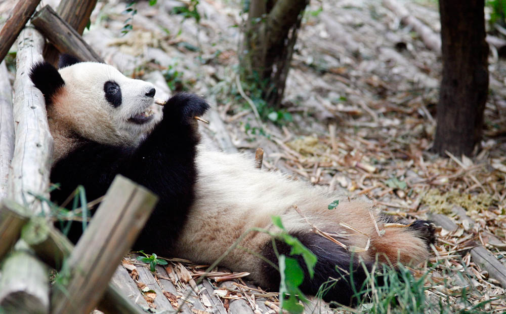 panda in chengdu