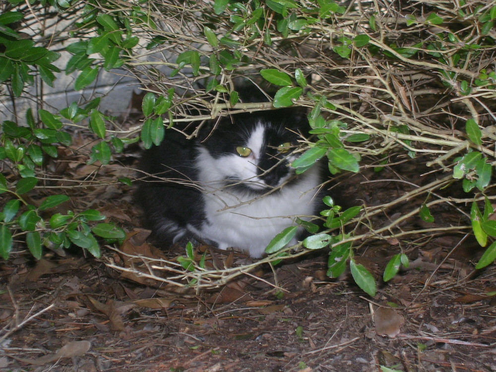 Panda in the Bushes