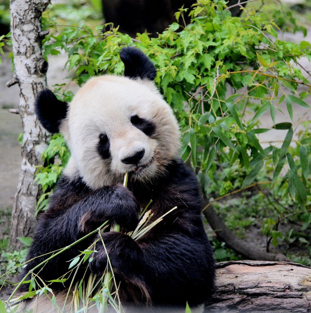 Panda in Wien