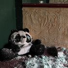 Panda Jacksons letzte Ruhe
