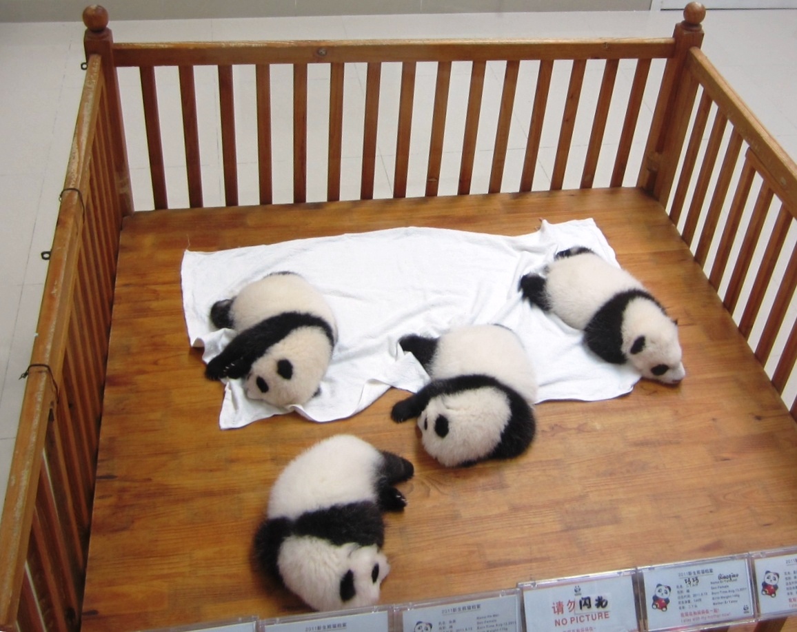 Panda Kinderzimmer