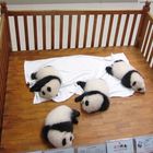 Panda Kinderzimmer