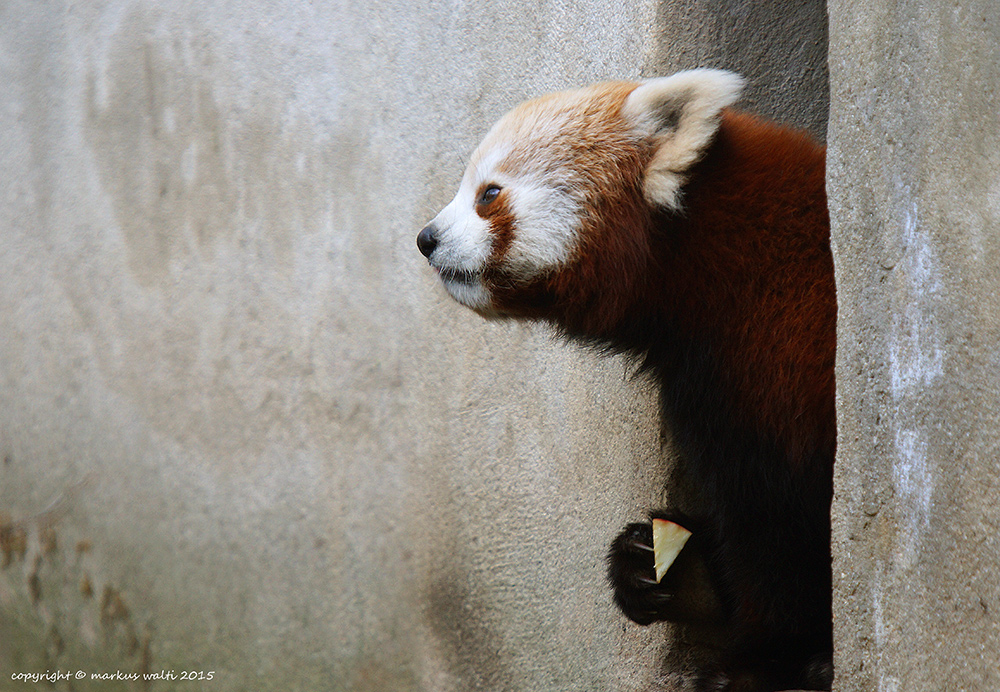 Panda mit Apfelschnitz