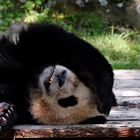 Panda  ou Pacha 