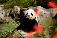 Panda  ou Pacha