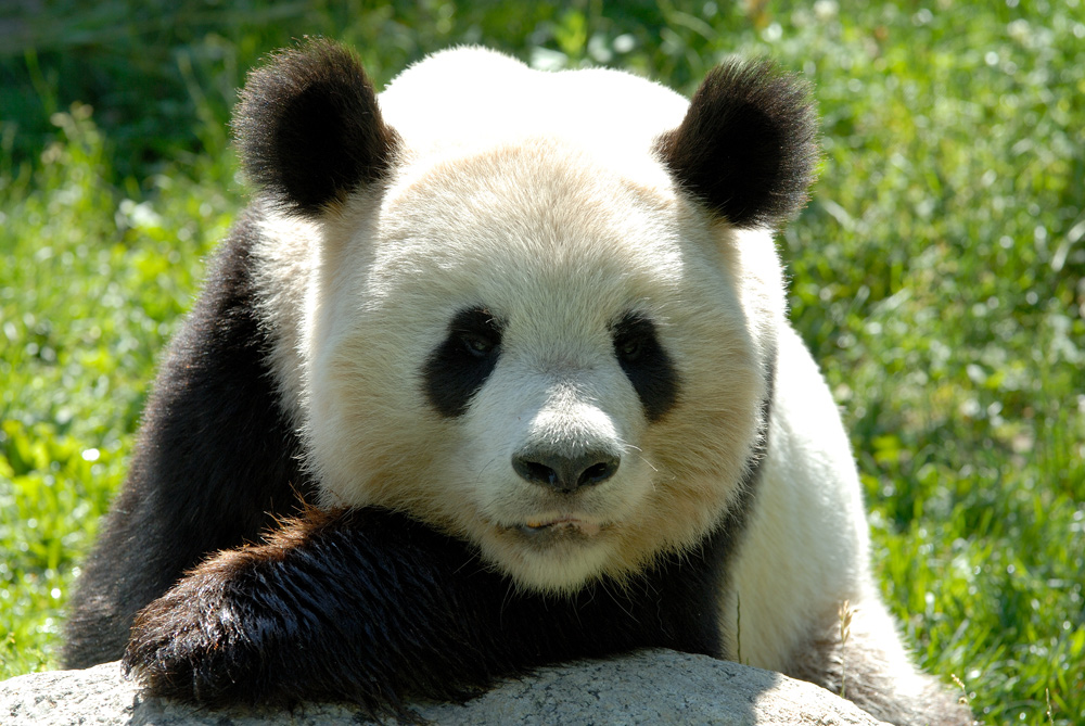 Panda Portrait