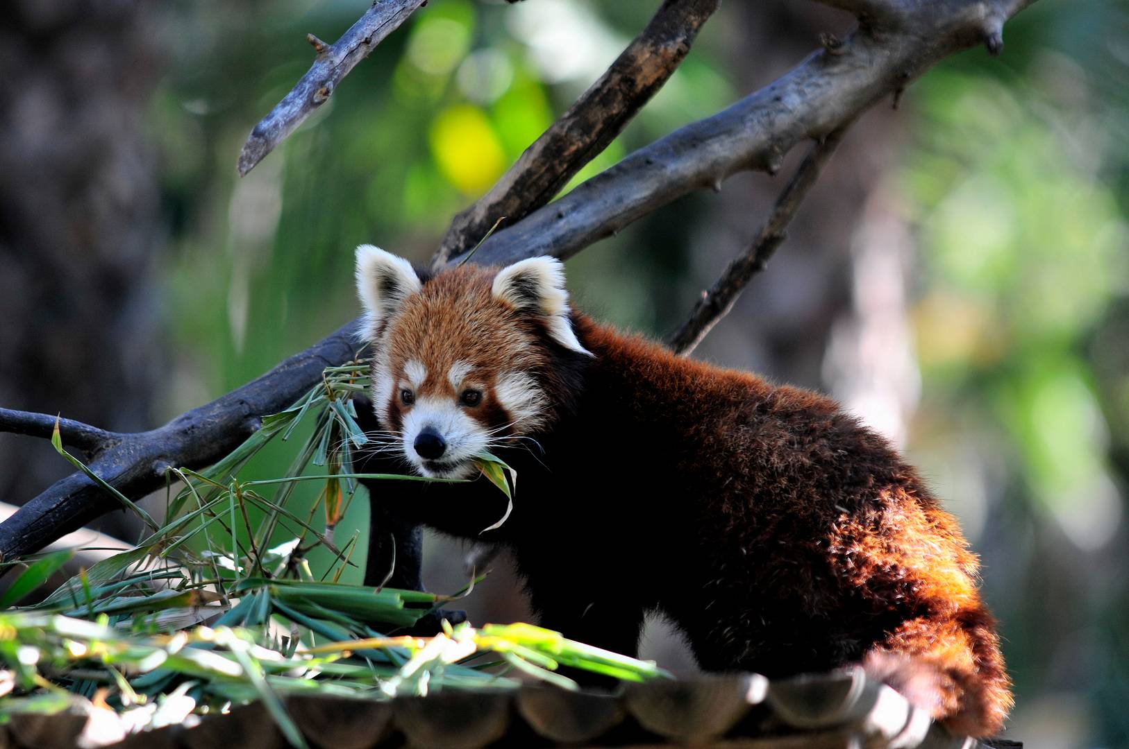 Panda Rojo