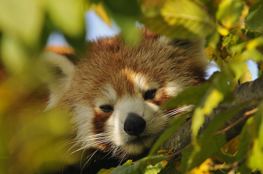 Panda roux