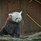 Panda roux 2