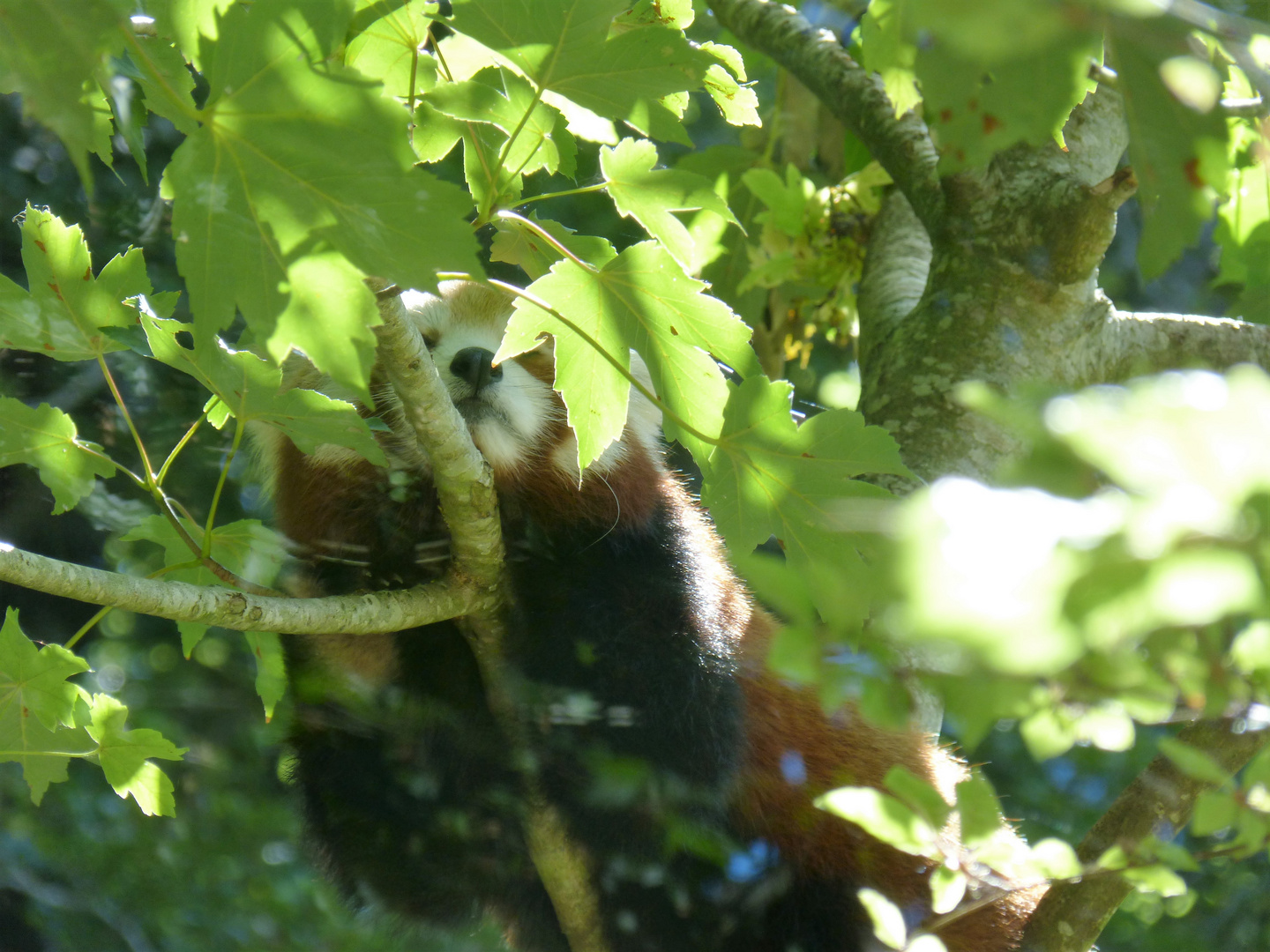 Panda roux 2 photo et image animaux zoo et animaux en Panda roux 2 photo et image animaux zoo et animaux en
