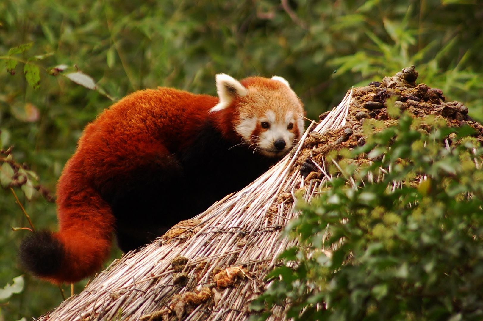 "Panda Roux"