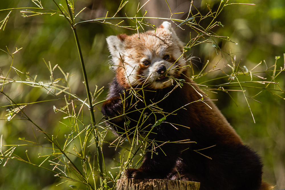 Panda Roux de AD07 