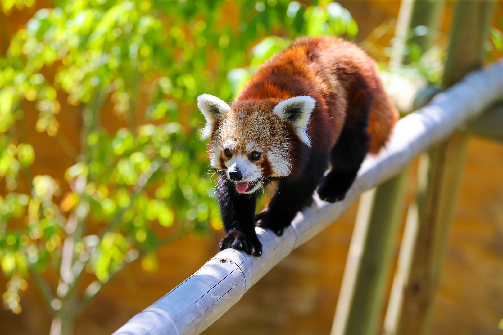 Panda roux photo et image animaux zoo et animaux en Panda roux photo et image animaux zoo et animaux en