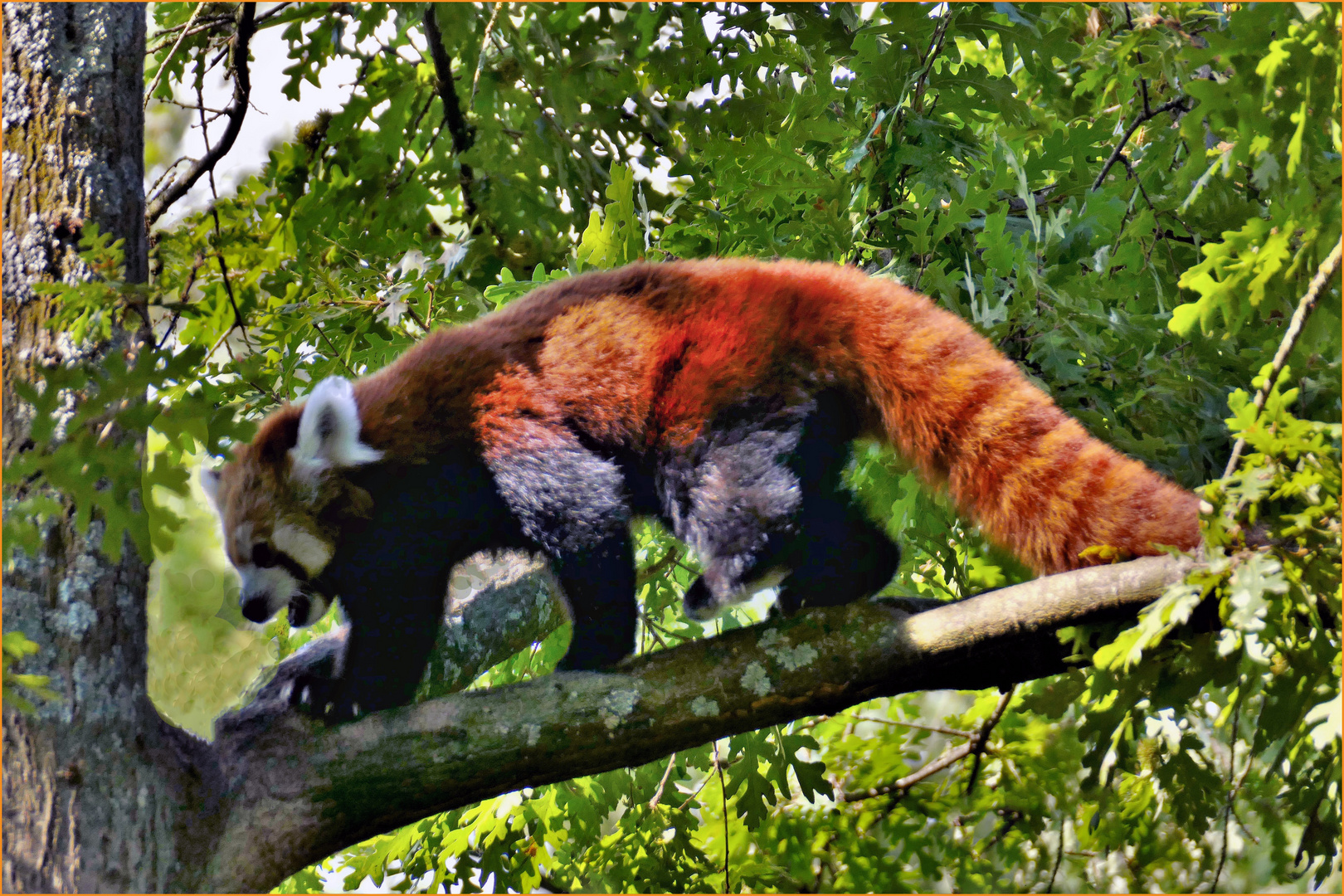 panda roux à la queue spectaculaire ...