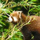 Panda Roux après la pluie