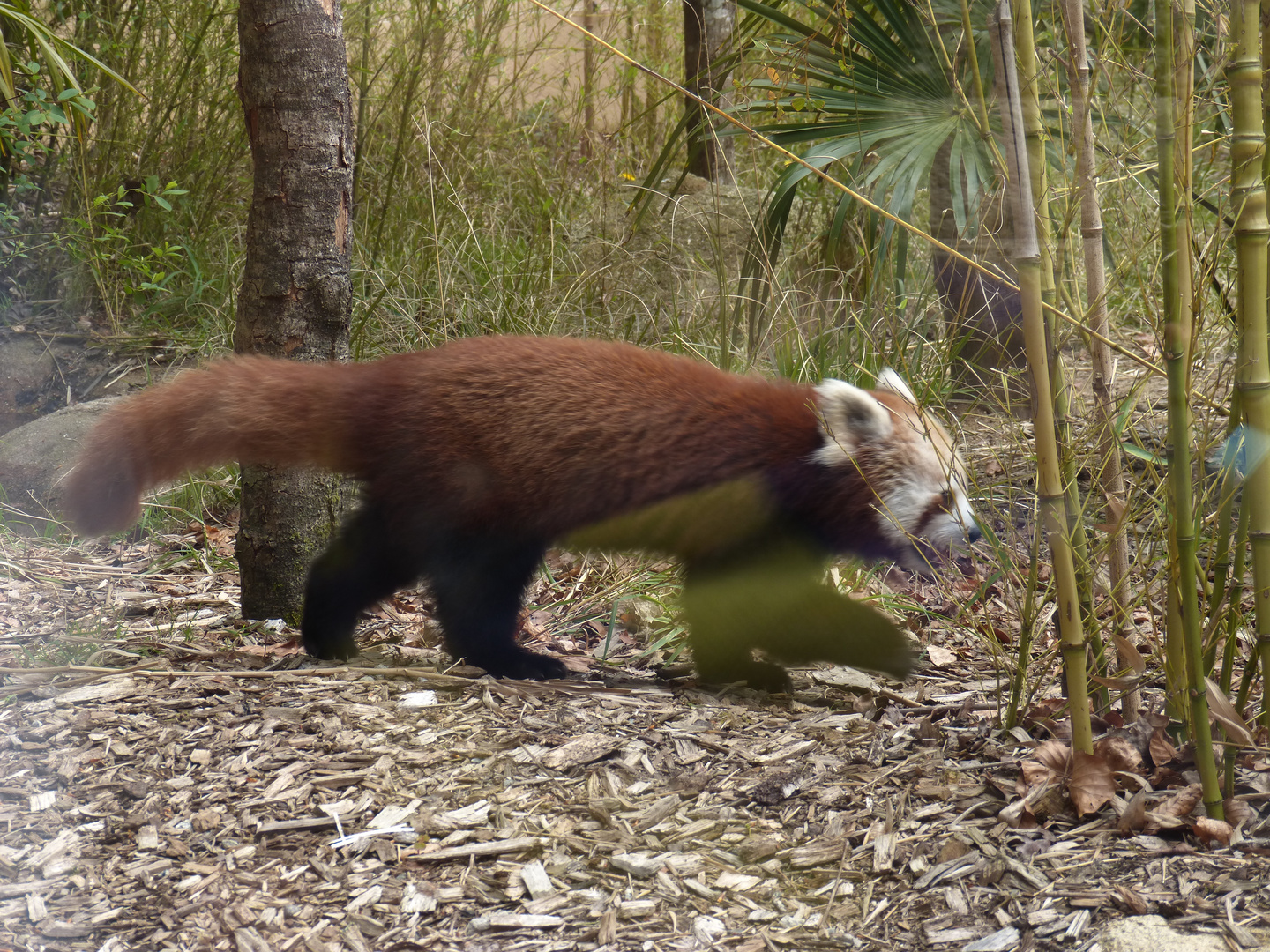 Panda roux se promenant