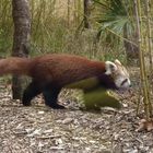 Panda roux se promenant