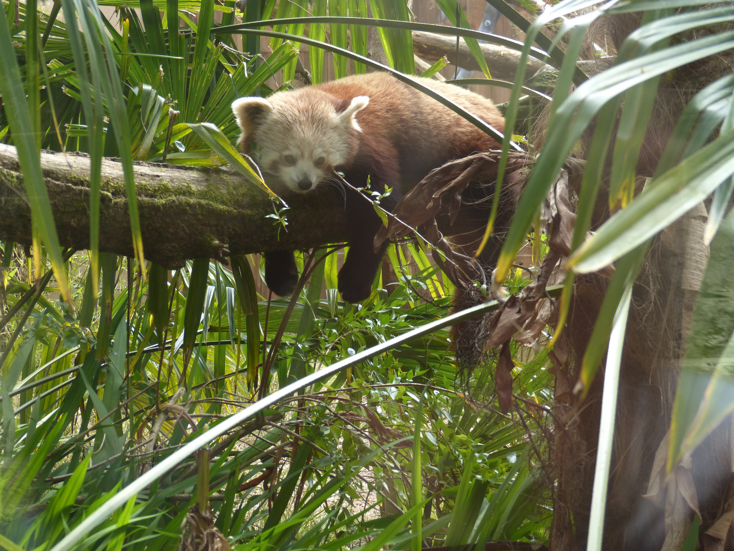 Panda roux trop mignon