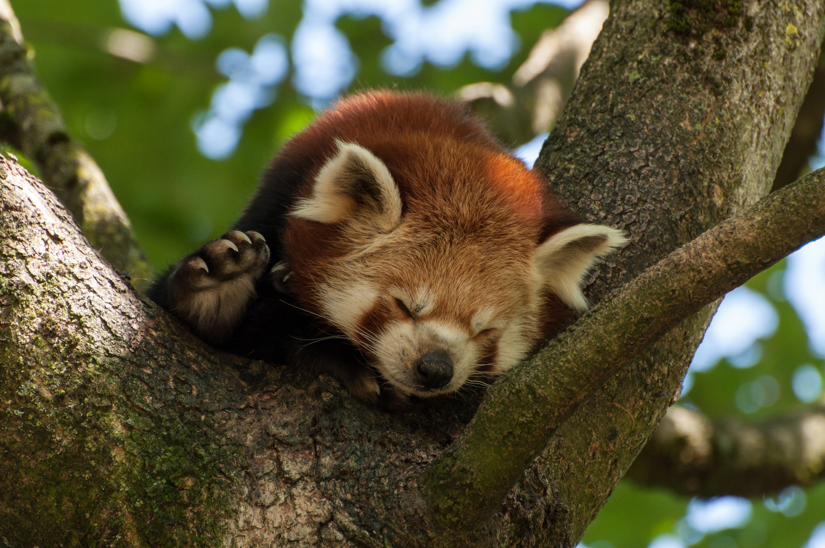 Panda, Siesta im Baum