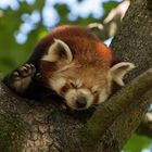 Panda, Siesta im Baum