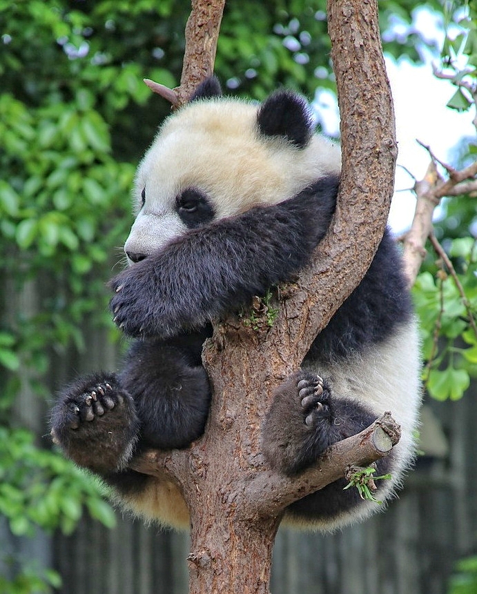 Panda-Station, Chengdu