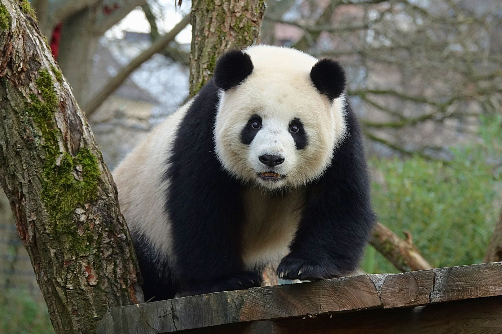 Panda Weibchen Meng Meng