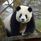 Panda Weibchen Meng Meng