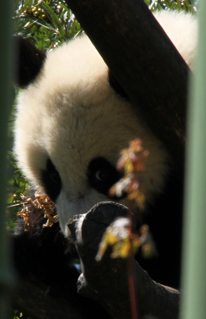 Pandababy Fu Hu