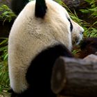 Pandabär