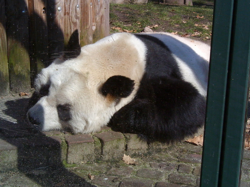 PandaBär