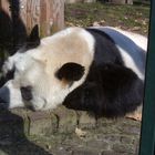 PandaBär