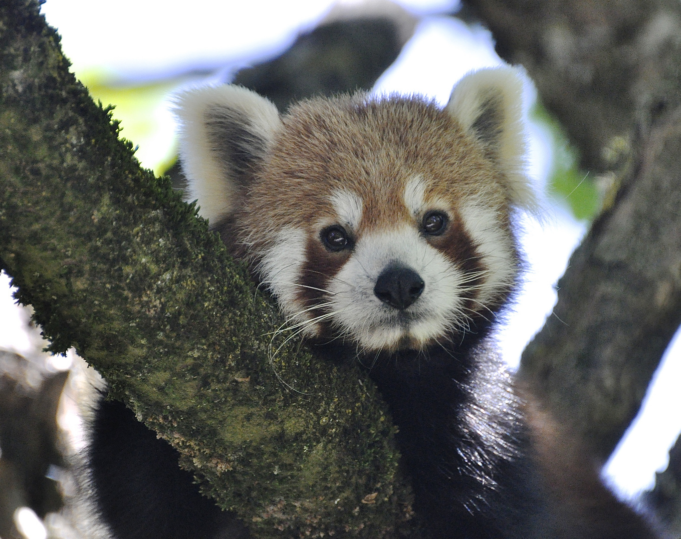 Pandabär