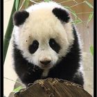 Pandabär "Fu Long"