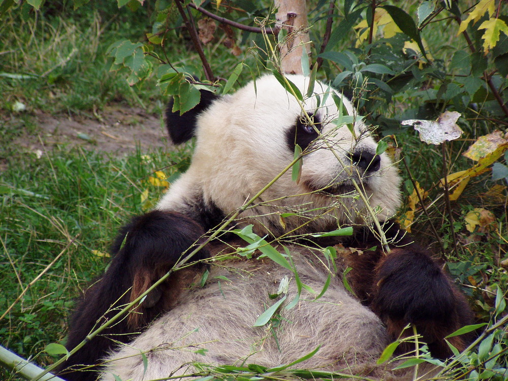 Pandabär getarnt