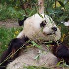 Pandabär getarnt