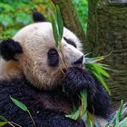 Pandabär (Großer Panda) in Yulin, Shaanxi/China